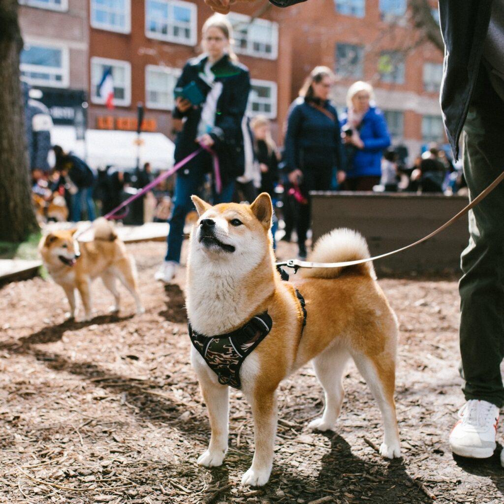 Rassemblement de Shiba, Akita, Kimono & Yukata (LA SEMAINE JAPON)